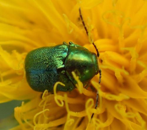 Réf. 246 750 : Cryptocephalus aureolus